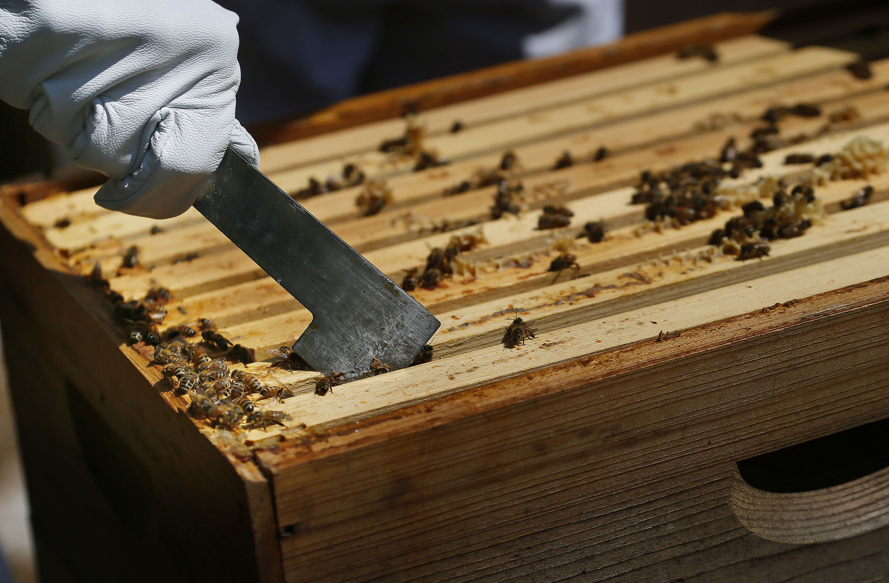 bee frames.jpg (copy)